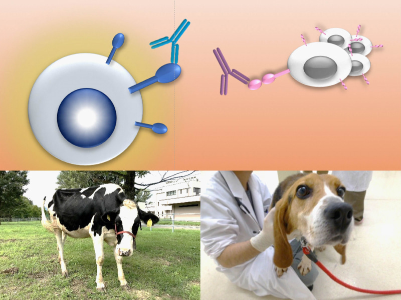 Immune Checkpoints