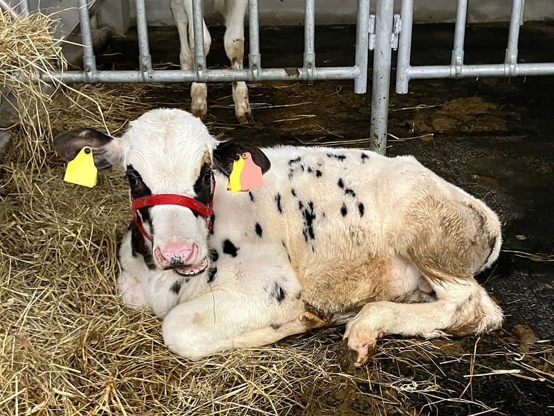 Bovine Leukosis