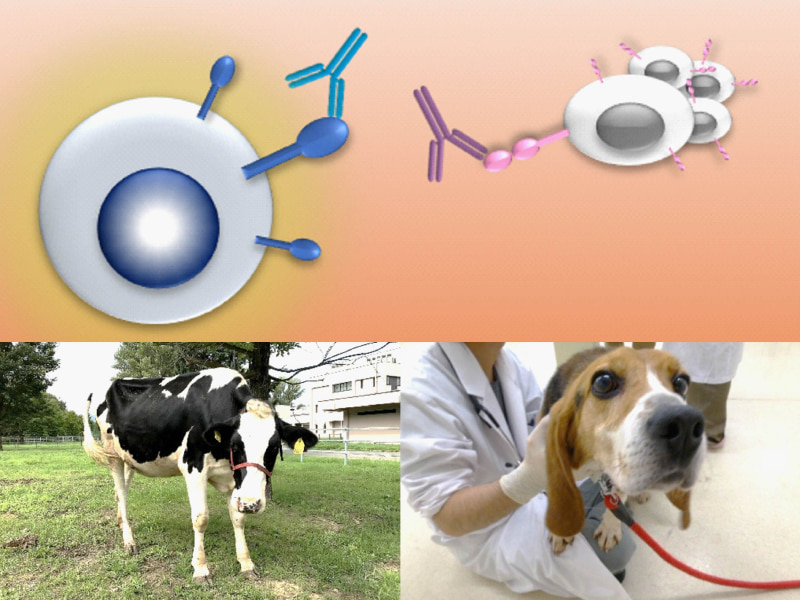Immune Checkpoints